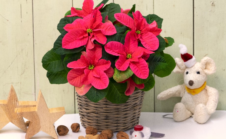 ポインセチア　クリスマス マウスレッド<