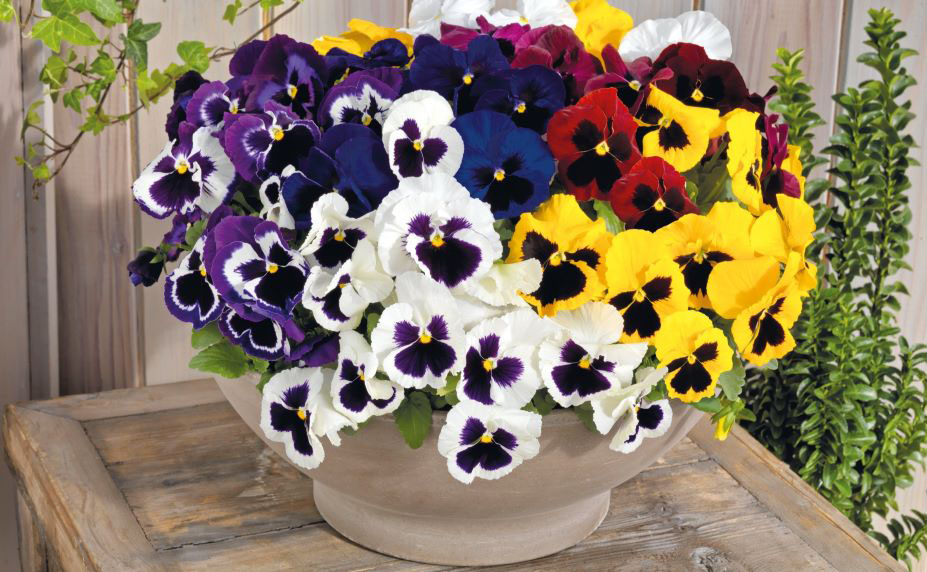 パンジー F1　インスパイヤーデラックス シリーズ<