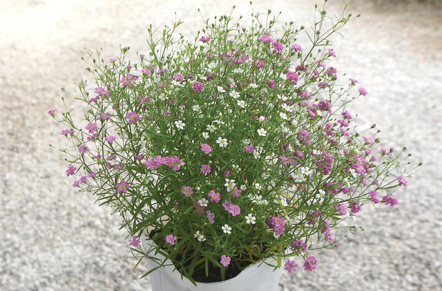 ジプソフィラ　ジプシー シリーズ<