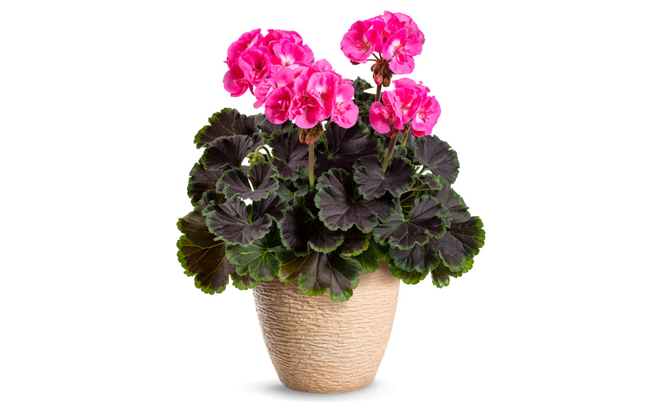 ゼラニウム　チョコレート<