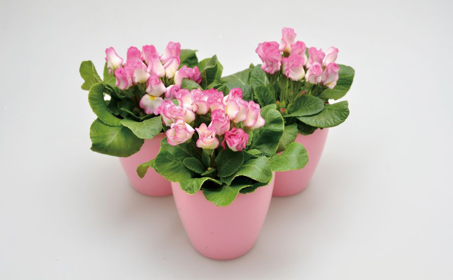 プリムラ ジュリアン　プレミアムジュリアン ブライダルベル<