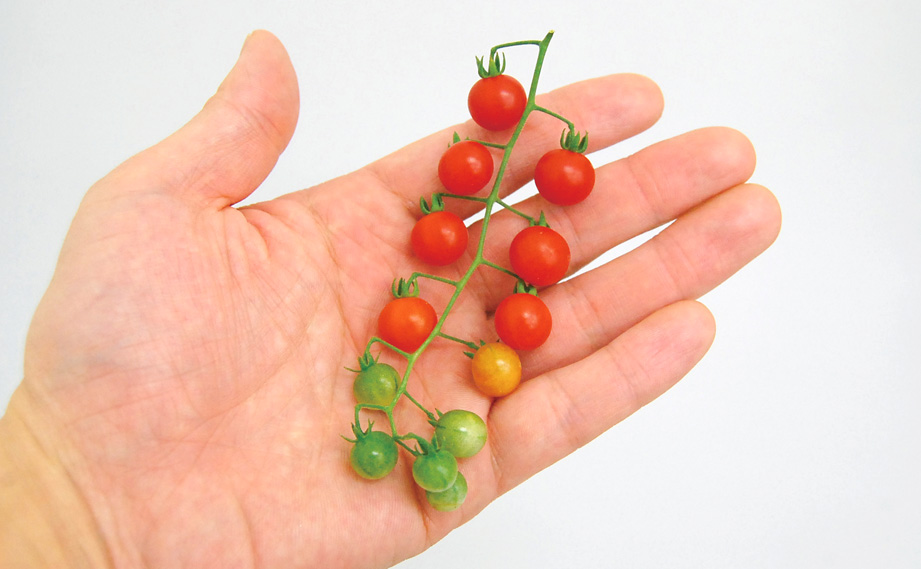 マイクロトマト　マイクロビーズ<