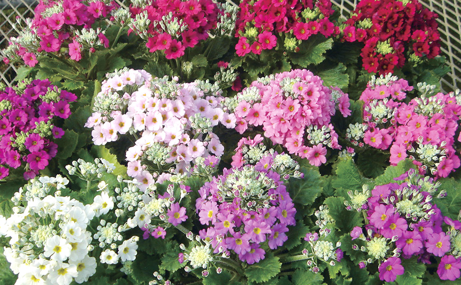 プリムラ マラコイデス　ニュー富士<