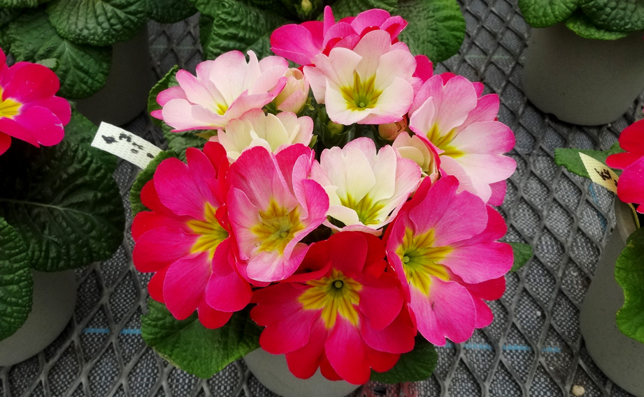 プリムラ　ちぇりーちぇりー<