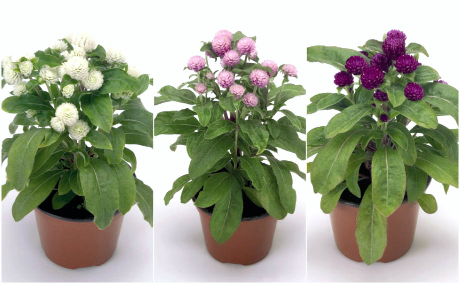 センニチコウ グロボーサ　バディ シリーズ<