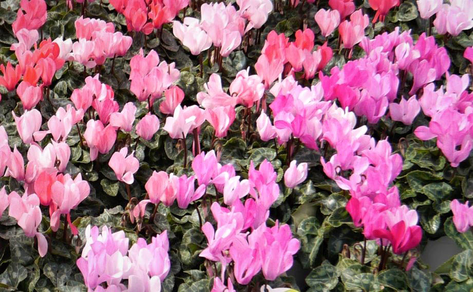 シクラメン F1　クレヨン シリーズ<