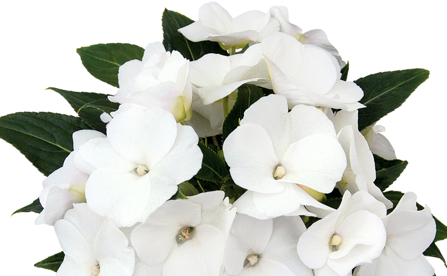 ニューギニアインパチェンス　トロピカル<