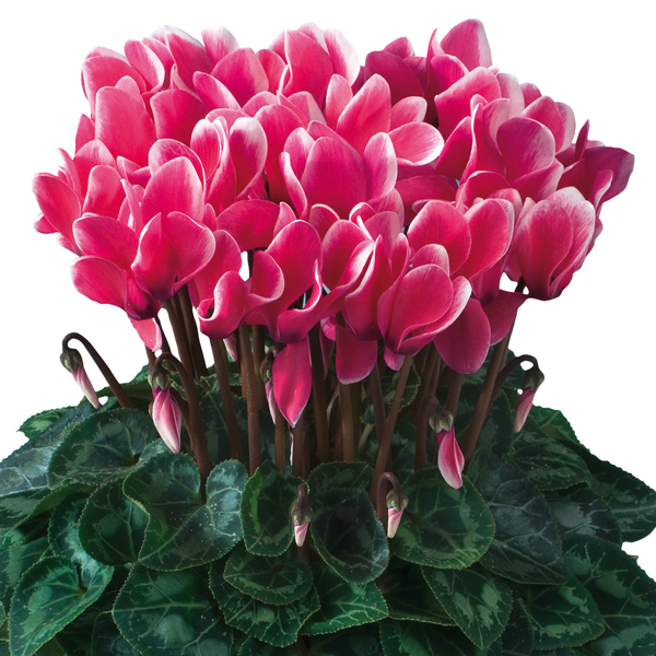 リンクイメージ