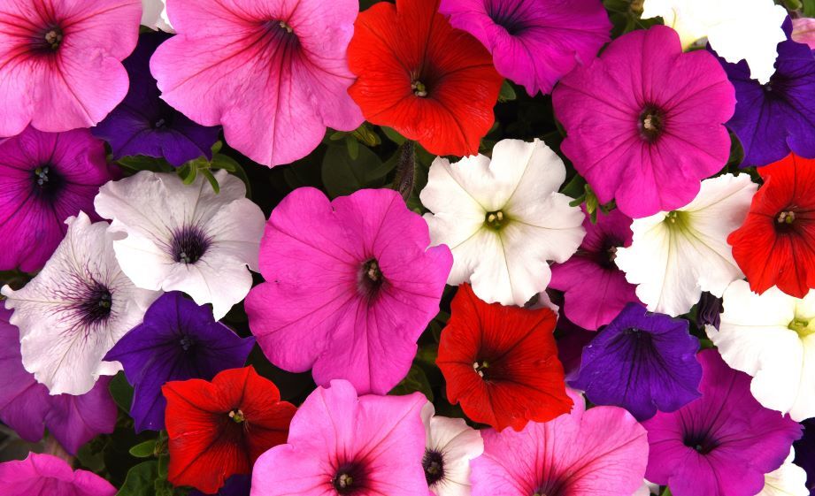 ペチュニア F1　イージーウェーブ シリーズ<