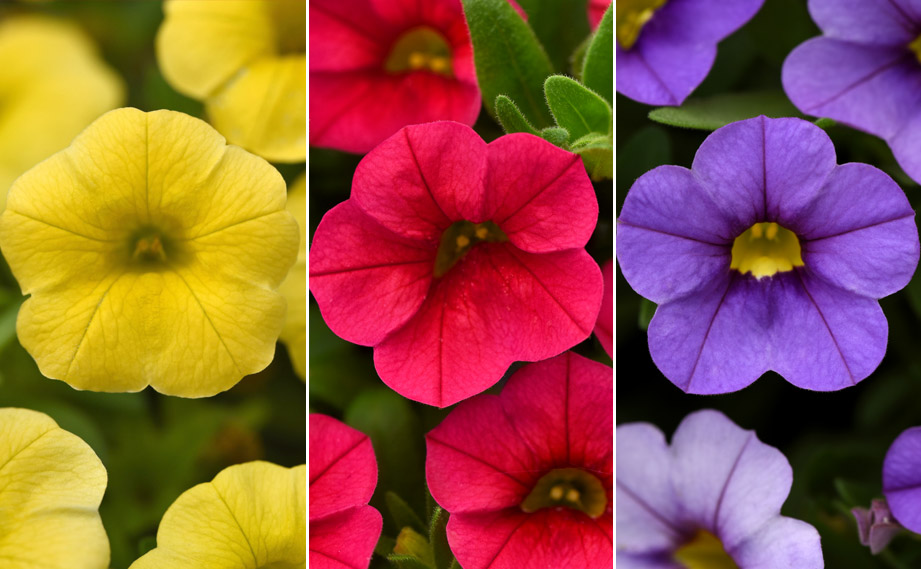 カリブラコア　サンバ<