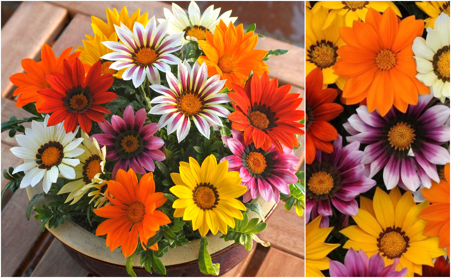 ガザニア F1　ニューデイ シリーズ<