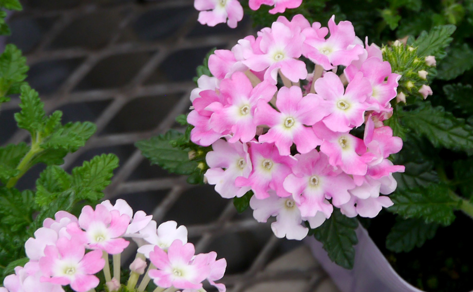 バーベナ　ピンクポップ<