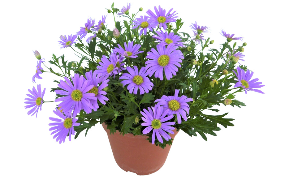 ブラキカム　ブラスコバイオレット