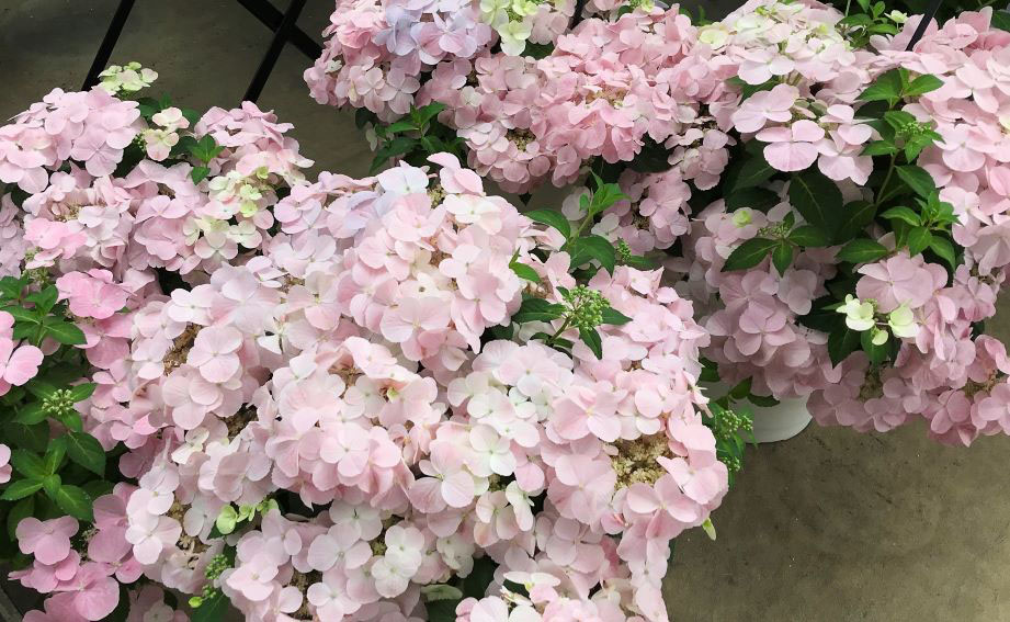 ハイドランジア　フレンチボレロ<