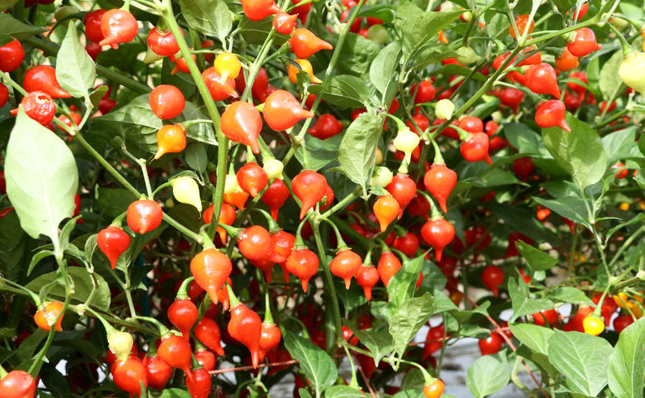 トウガラシ　ビキーニョ<