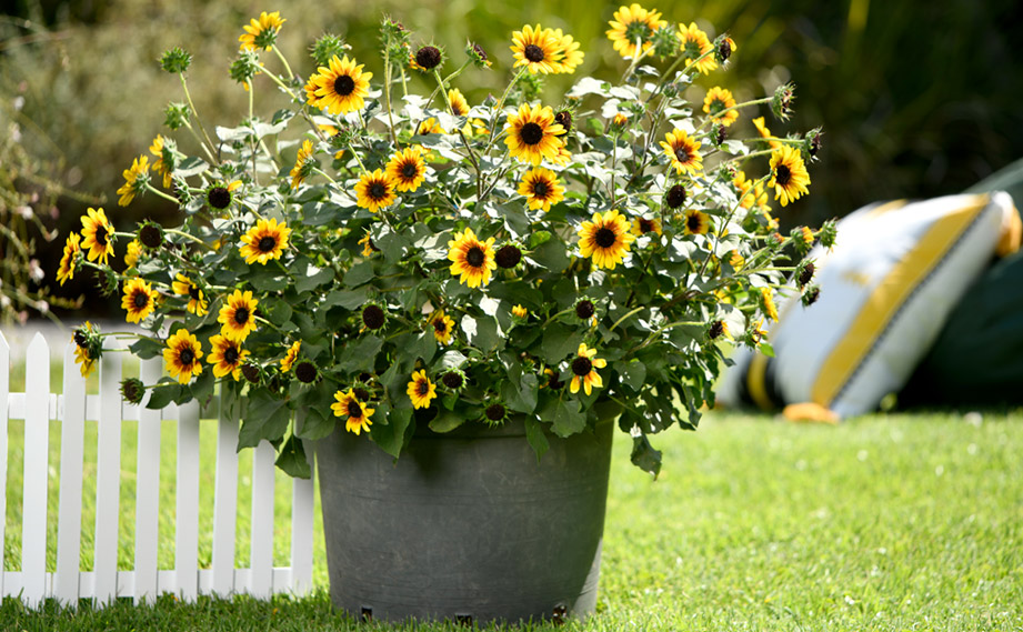 ヒマワリ(ヘリアンサス)　ソルシーカー<