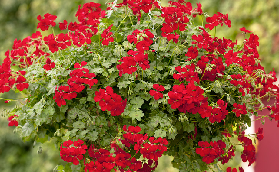 アイビーゼラニウム　ハッピーフェイス<