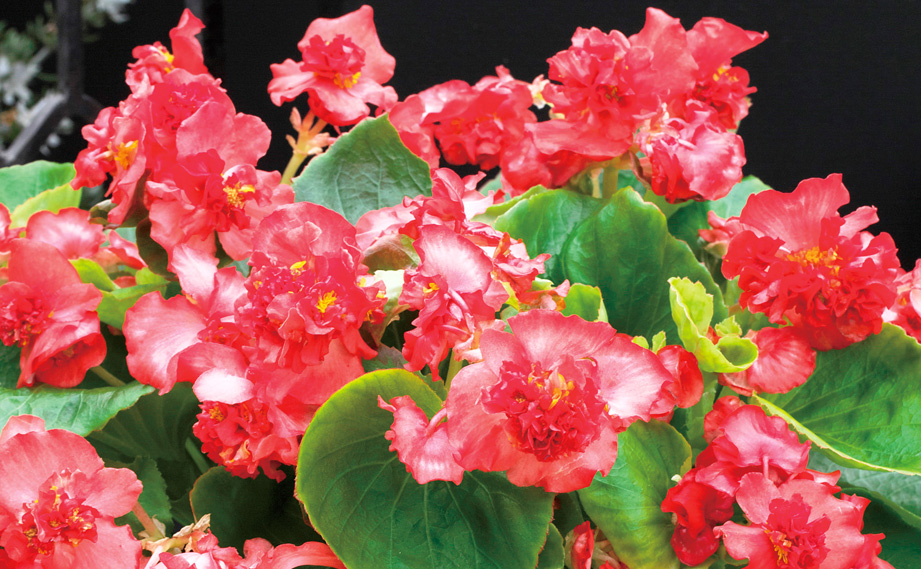 ベゴニア センパフローレンス　フィオナ シリーズ<