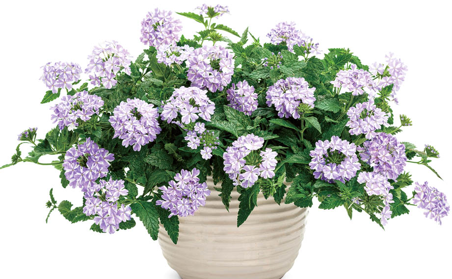 バーベナ　スーパーベナ<