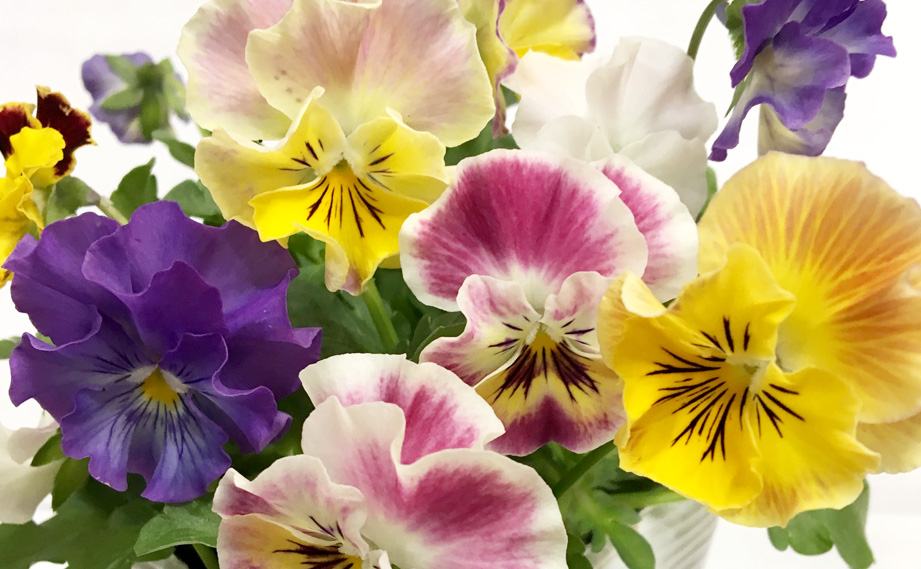 パンジー　ミニフリフリ<