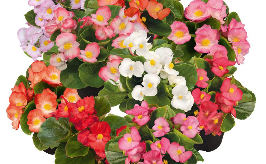 ベゴニア センパフローレンス F1　スプリントプラス シリーズ<