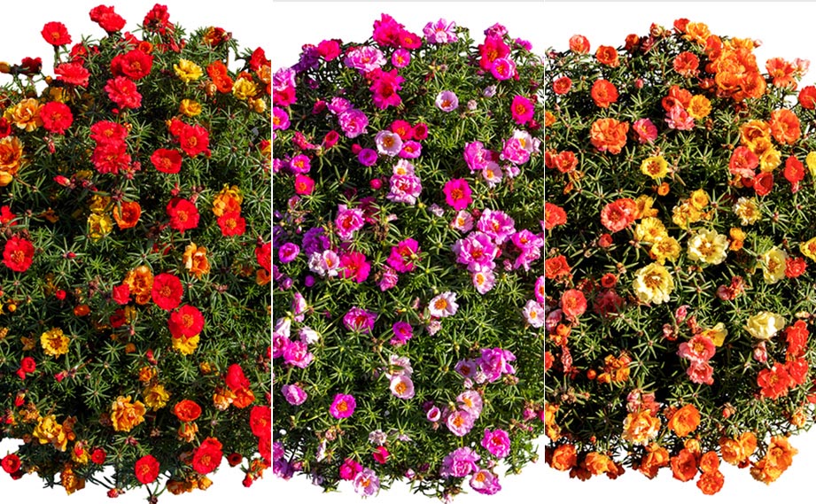 ポーチュラカ F1　サンダイアル<