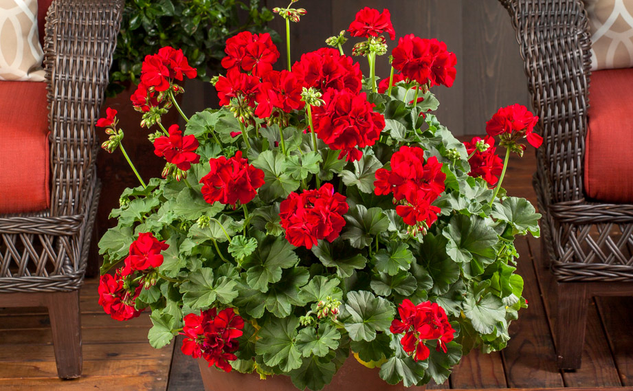 ゼラニウム　カリオペ<