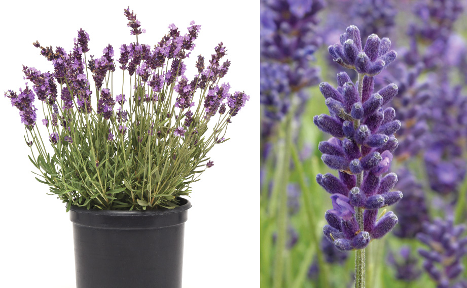 ラベンダー アヴィニョン　アーリーブルー<