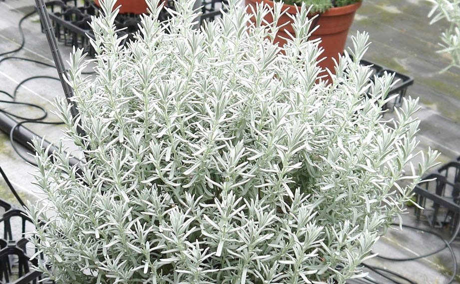 ラベンダー　スノークリスタル<