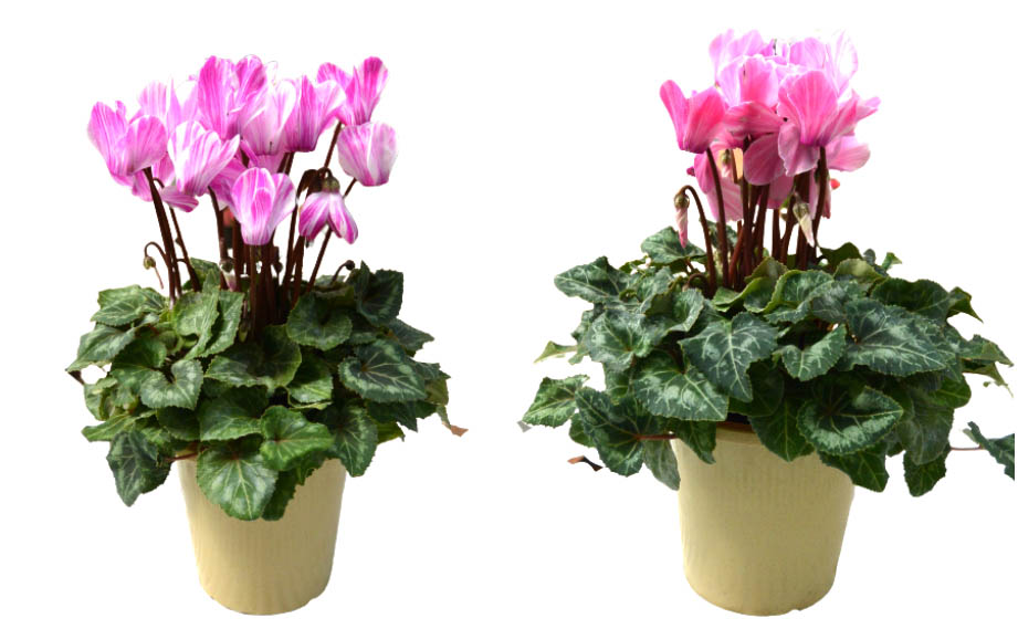 シクラメン　フォレストキャンディ シリーズ<