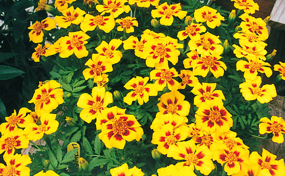 マリーゴールド フレンチ　ディスコ シリーズ<