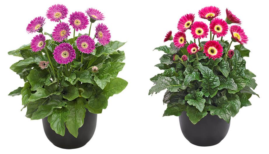 宿根ガーベラ　ガルビネア シリーズ<