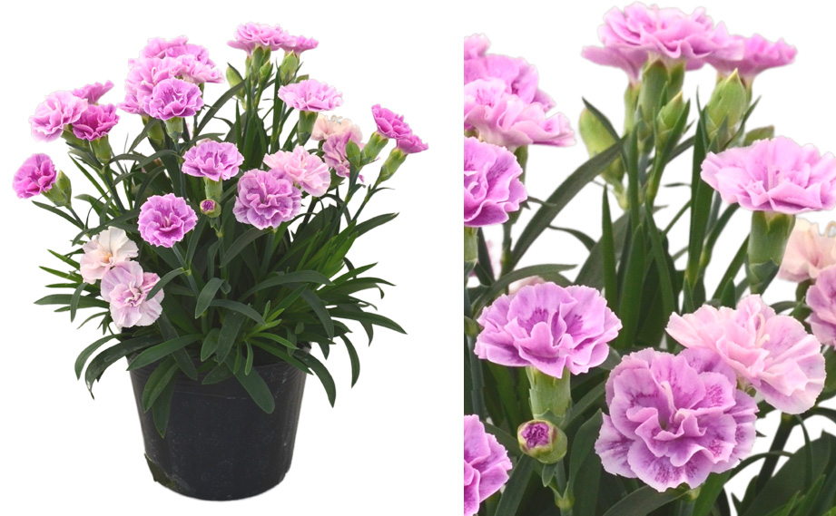 カーネーション　源氏<