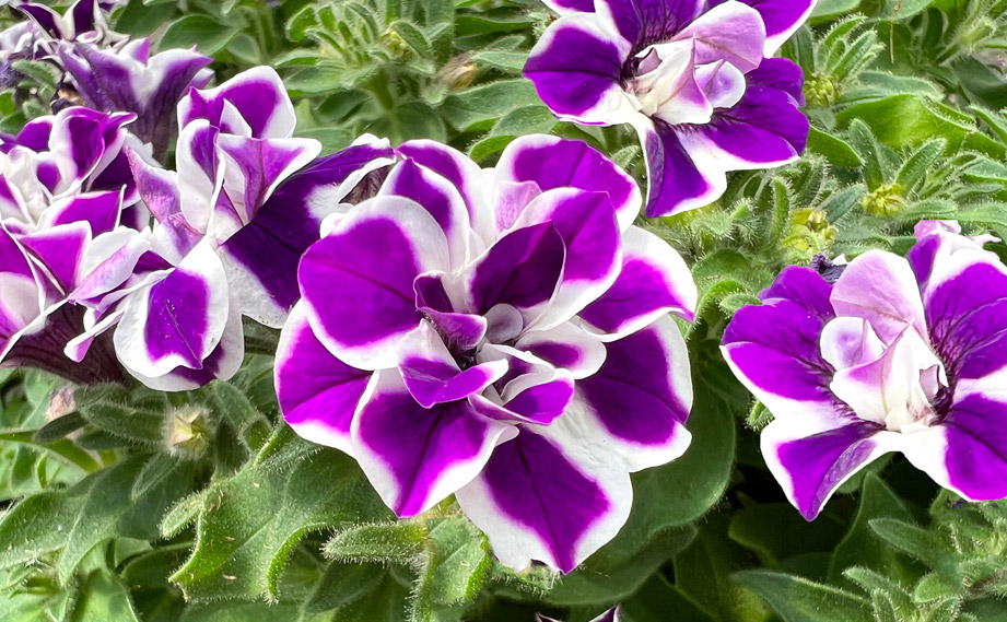 ペチュニア　ダブルスタッフ<