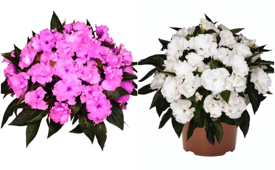 ニューギニアインパチェンス　ラッフル<