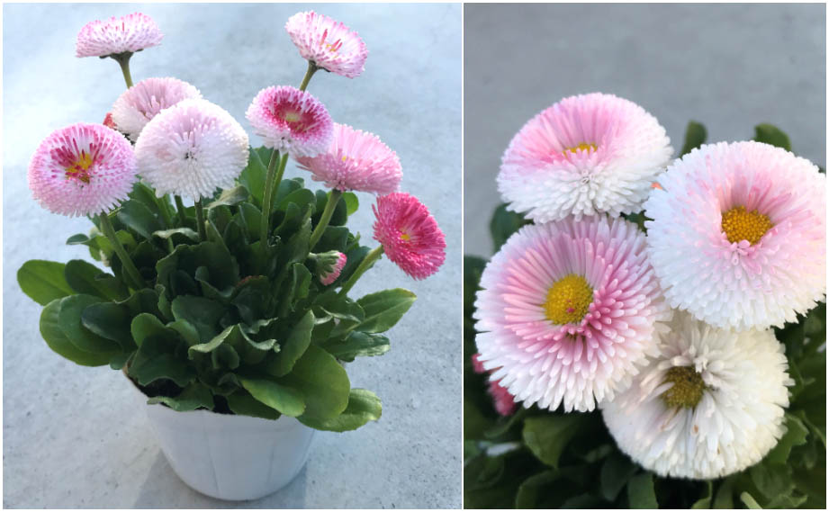 デージー　タッソ ストロベリー＆クリーム<