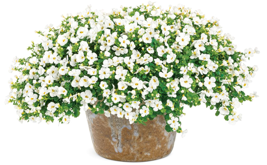 ステラ　スノーストーム<