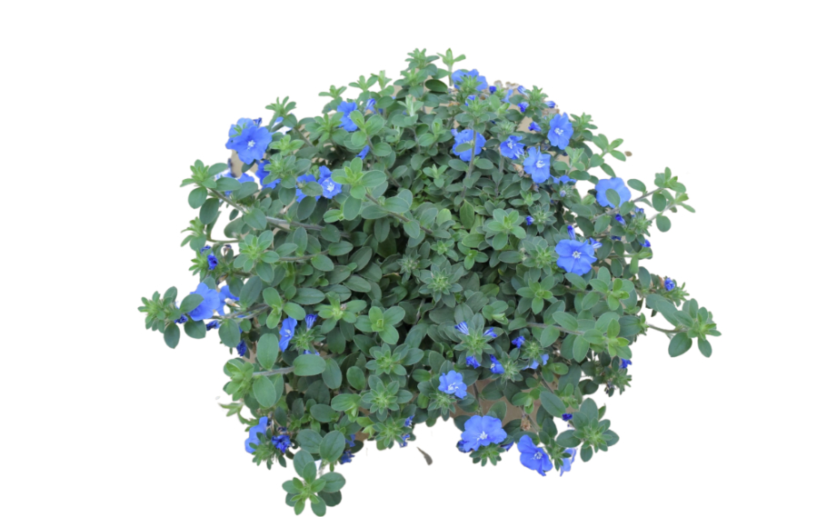 エボルブルス　ブルーラグーン<