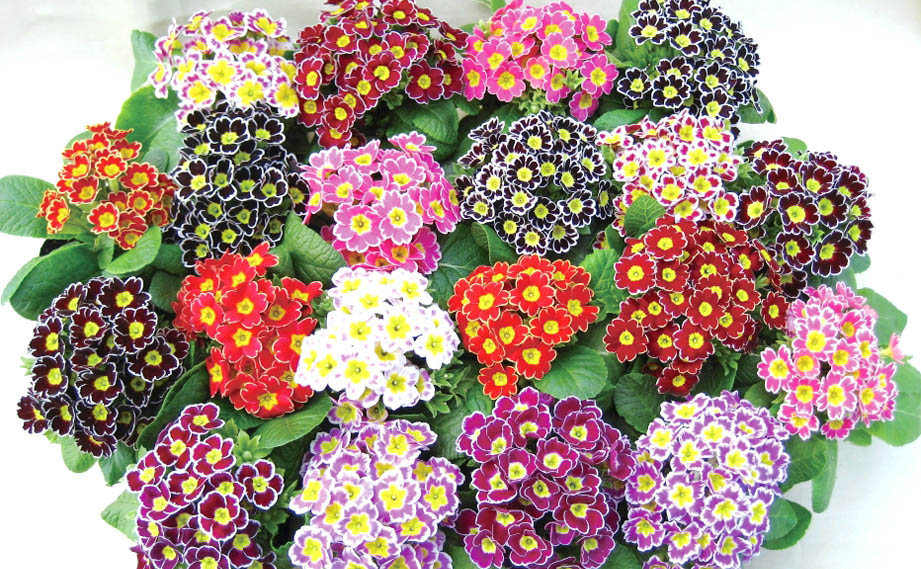 プリムラ アコーリス　ビクトリアレース シリーズ<