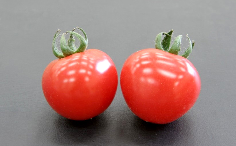 ミニトマト　ピンキー<