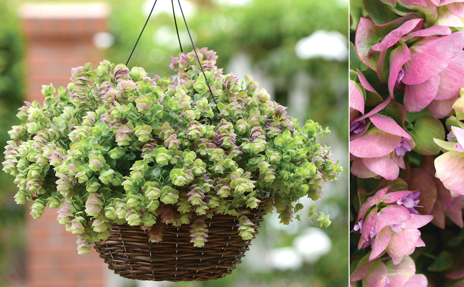 オレガノ(オレガナム)　ミルフィーユリーフ<