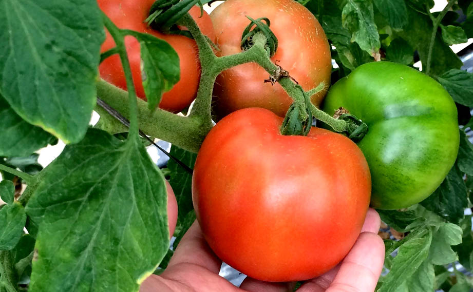 大玉トマト　ドルチェレッド ビッグ<