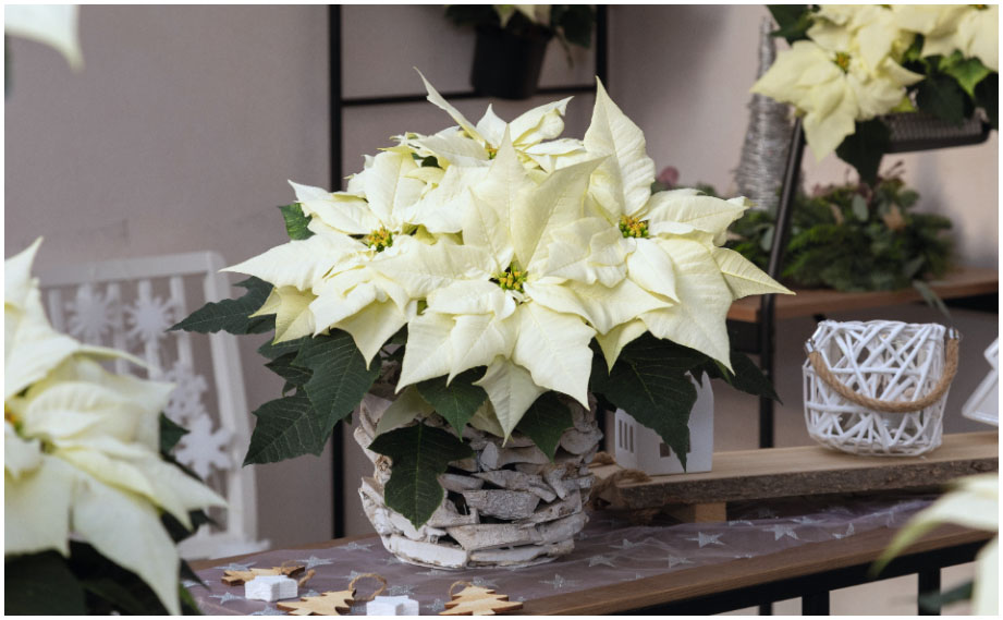 ポインセチア　ポーラースター<