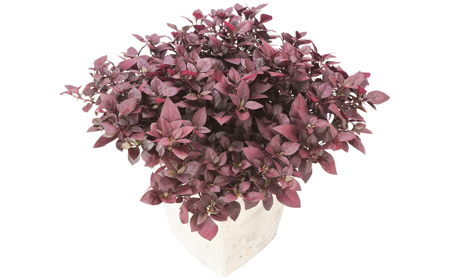 アルテルナンテラ　リトルロマンス<