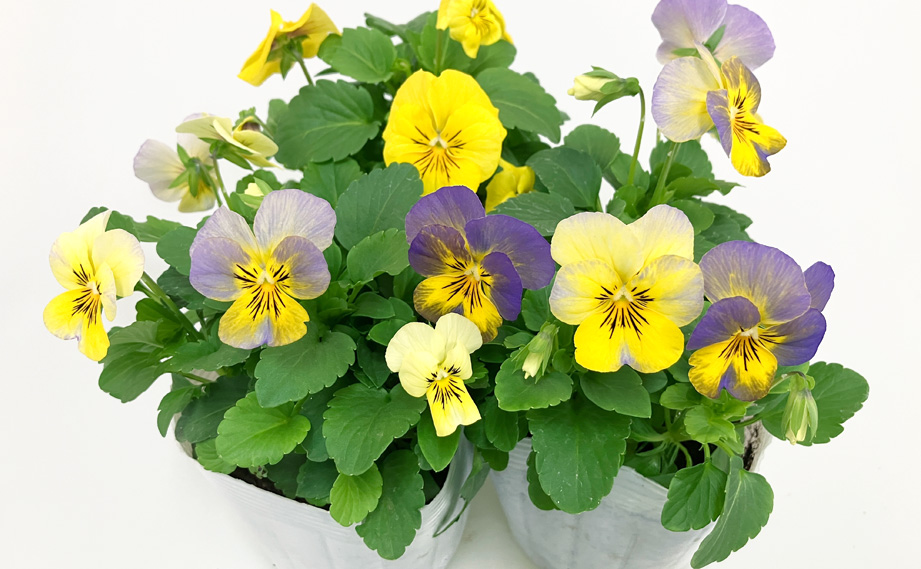 ビオラ　ネオンミクスチャー<