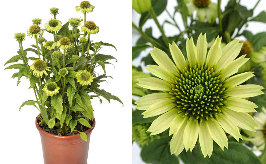 エキナセア　プレーリーブレイズ<