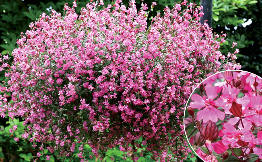 シレネ シベラ　パープルレッド<