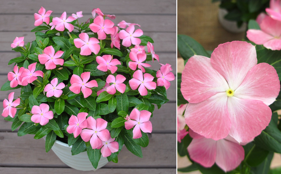 ビンカ　桃のときめき<