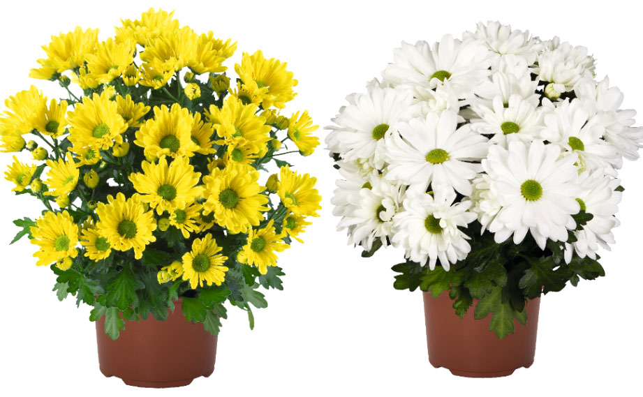 ポットマム　ブリーズ シリーズ<