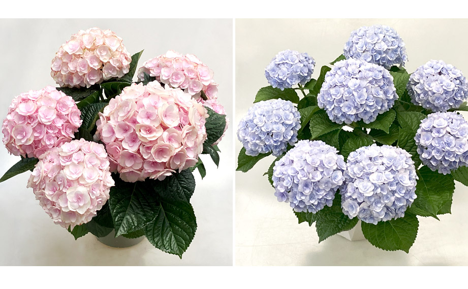 ハイドランジア　創作あじさい アンジュノワール<